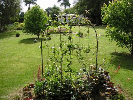 supports-pour-photo-clématite