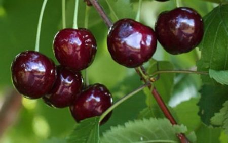 Ciliegia Iput: descrizione della varietà, foto, recensioni