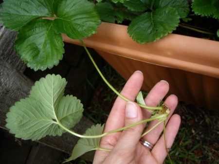 Cómo abonar las fresas después de la poda