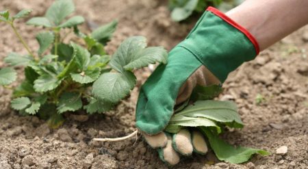 Cómo abonar las fresas después de la fructificación y la poda