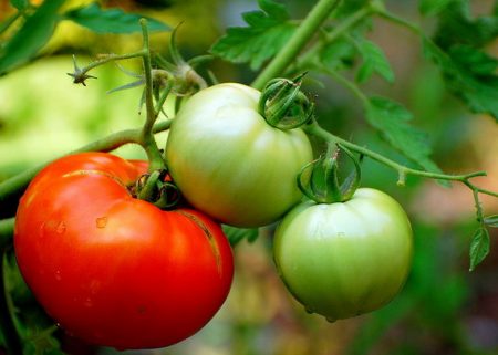 Was man tun kann, damit die Tomaten schneller rot werden