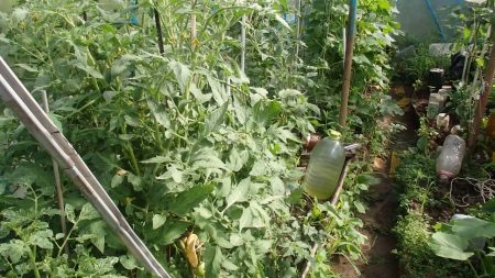 Was man tun muss, um die Tomaten rot zu färben
