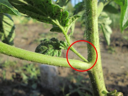 Was man tun muss, damit Tomaten im Gewächshaus rot werden