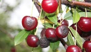anthracnose disease of cherry