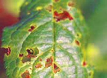 Cherry disease, description with photos and treatment methods