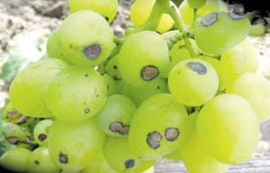 maladies de la vigne, anthracnose