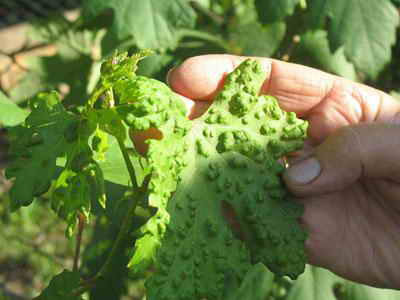 Maladies de la vigne : acariens de la vigne