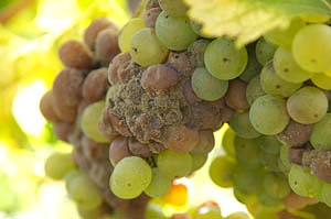 Maladies de la vigne : description et traitement de la pourriture blanche