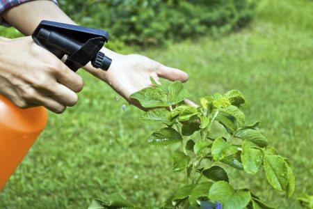 come sbarazzarsi delle formiche in giardino