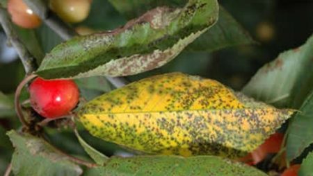 Cherry coccomycosis, cherry diseases description with photos