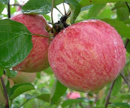 Pommier rayé à la cannelle : description, photo, avis