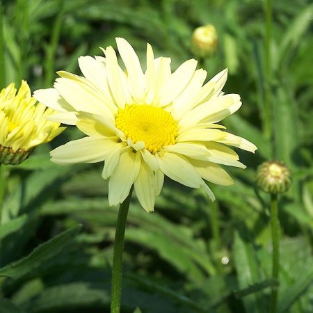 leucantemo