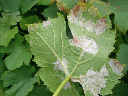 Description et photo de la maladie du mildiou de la vigne
