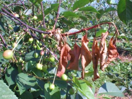 Cherry moniliosis: description with photos and treatment methods