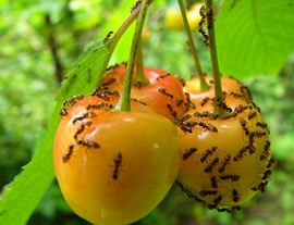 formiche in giardino per sbarazzarsi di tutto, dai rimedi popolari