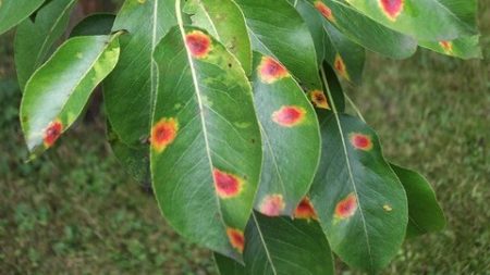 Cherry rust disease: description with photos and treatment methods