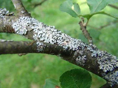 Description of sooty fungus disease of cherry trees