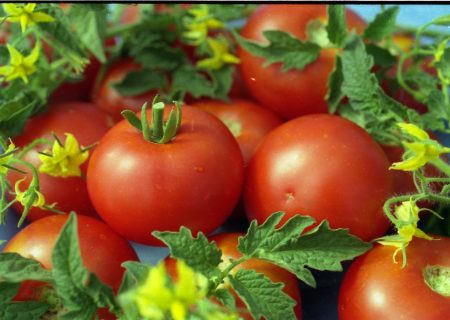 Foto de tomate con relleno blanco