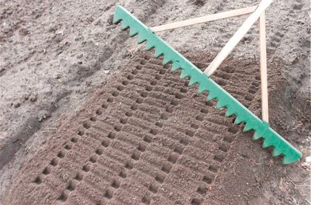 How to prepare a bed for garlic planting in the fall