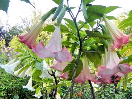Foto e descrizione del fiore di Datura