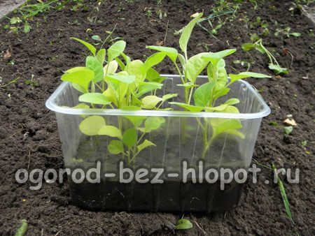 Come coltivare le piantine di melanzane