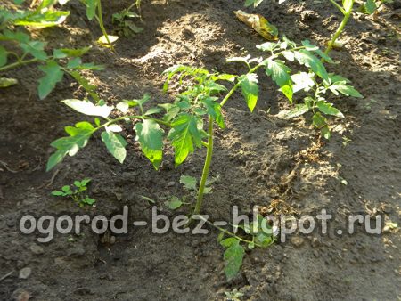Tomaten zusammenbinden