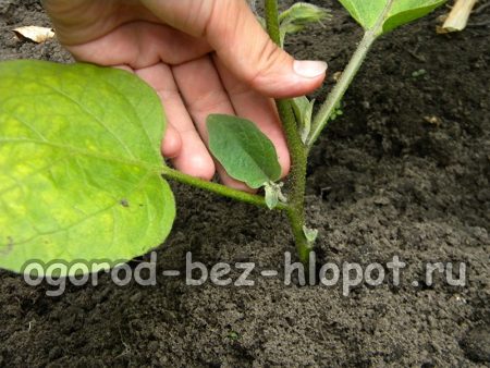 Pincer les aubergines dans le jardin