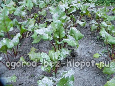 Blattdüngung von Rüben mit Asche