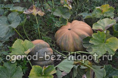 Un exemple frappant de courge à coque dure est la variété Gymnosperme de cette plante.
