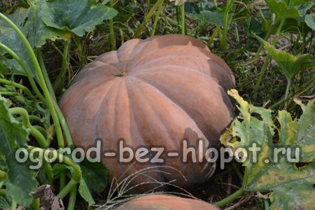citrouille à gros fruits