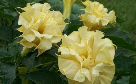 Descrizione del fiore di Datura