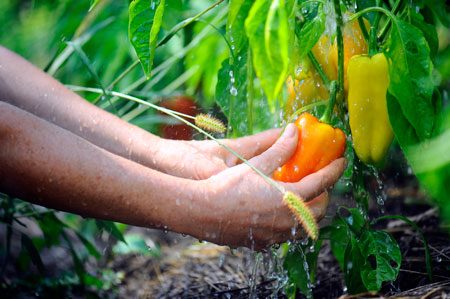 Que planter après les carottes ?