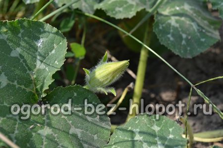 Cultiver des citrouilles