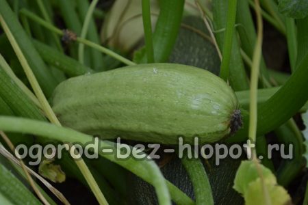 خصائص زراعة الكوسة