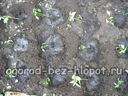 Répartissez les jeunes plants de poivron dans les trous.