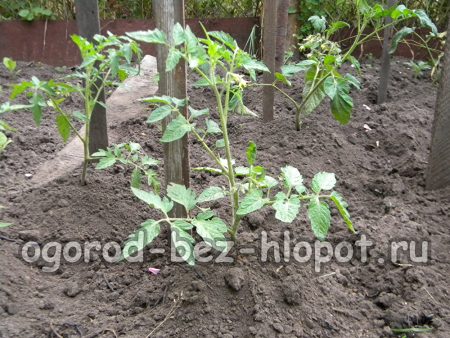 Wie man Tomaten zusammenbindet