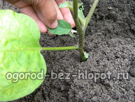 Il faut pincer les pousses latérales des aubergines tout au long de l'été.