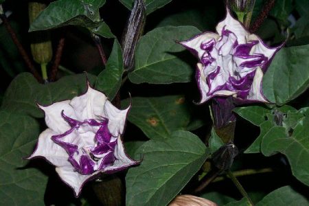 Descrizione del fiore di Datura