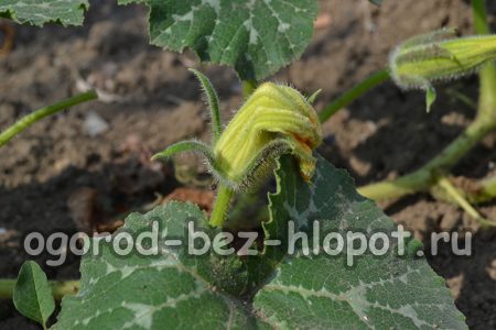Enlevez les mauvaises herbes près de la citrouille