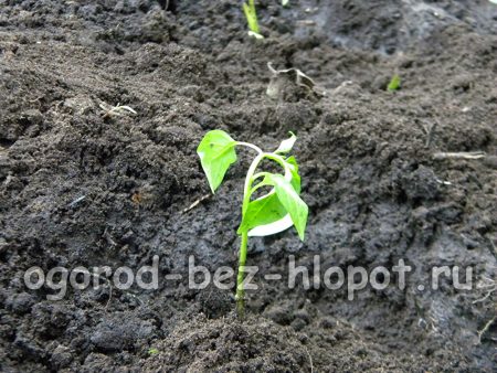 Creusez soigneusement un trou au centre de chaque trou et placez-y les racines du plant de poivron.