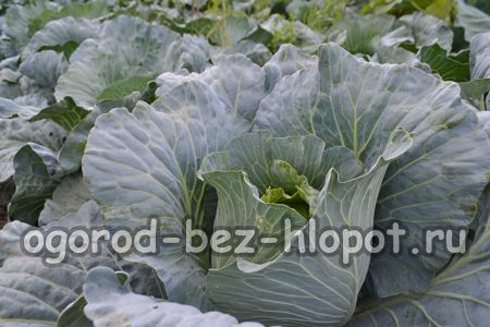 Kohl im Garten