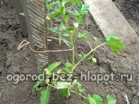 Wie man Tomaten richtig zusammenbindet