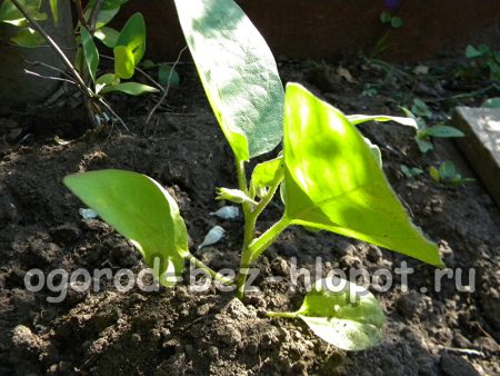 Arrosage adéquat des aubergines