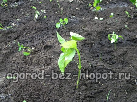 Vérifiez que les poivrons sont bien plantés dans tous les trous.