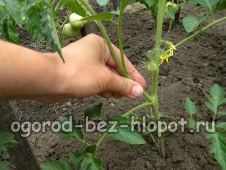 Die seitlichen Triebe der Tomaten auskneifen