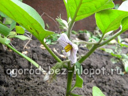 Fertilisation des aubergines
