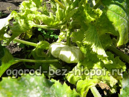 Kürbis- und Zucchini-Mosaikkrankheit