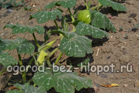 Cultiver des citrouilles dans le jardin