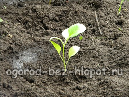 Cospargere la base della melanzana con terra asciutta e frantumata.