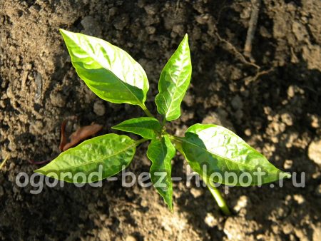 Comment planter des plants de poivrons ?